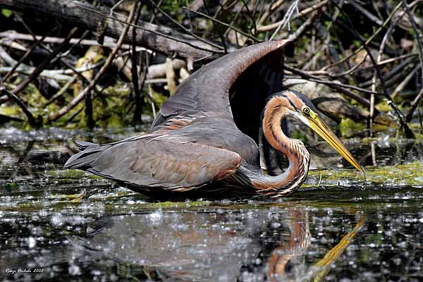 Renzo-Airone rosso Ardea purpurea